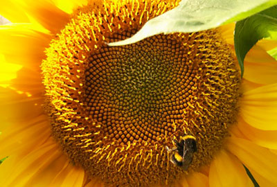 sunflower at the residential care home whittlesey